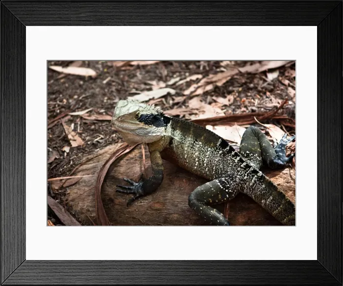 Framed Print : This is my spot Framed Print : This is my spot