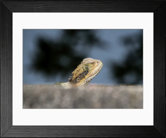 Framed Print : Young dragon