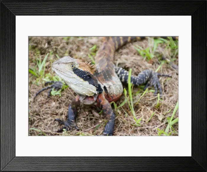 Framed Print : Wary dragon Framed Print : Wary dragon
