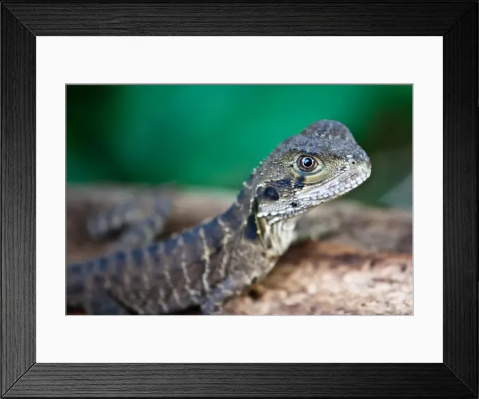 Framed Print : Newborn. New born eastern Water dragon (Intellagama lesueurii) exploring its new world