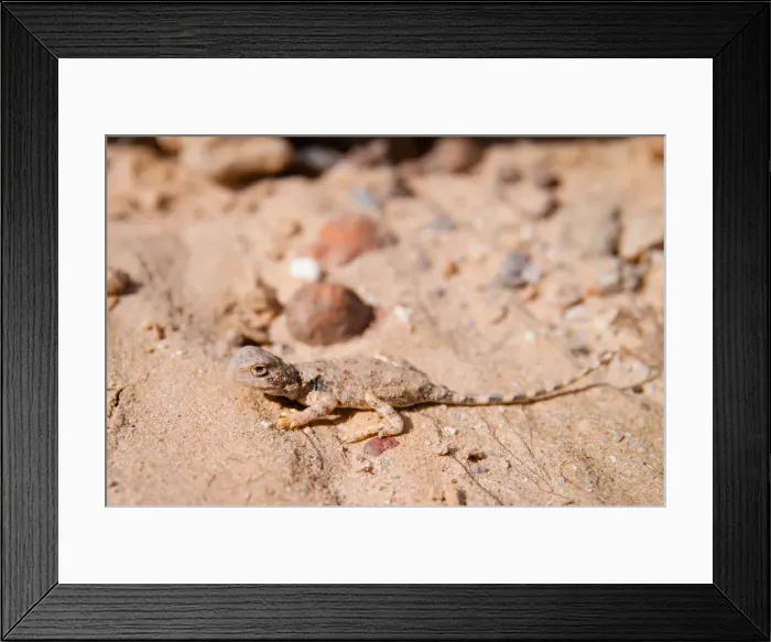 Framed Print : Earless Dragon (Tympanocryptis intima), Australia Framed Print : Earless Dragon (Tympanocryptis intima), Australia