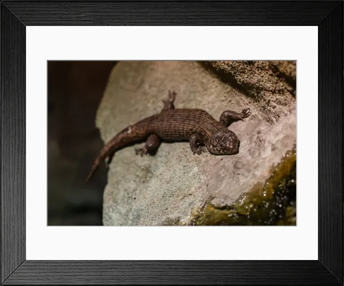 Framed Print : Blue tongue lizard