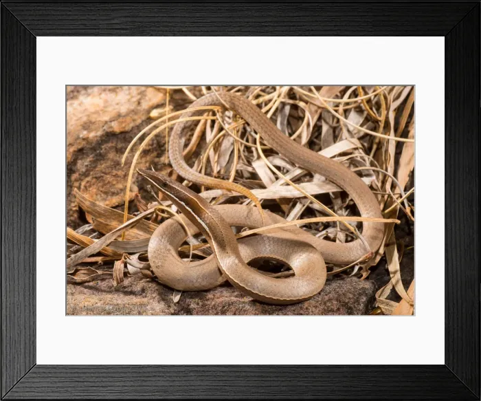Framed Print : Burtons legless lizard Framed Print : Burtons legless lizard