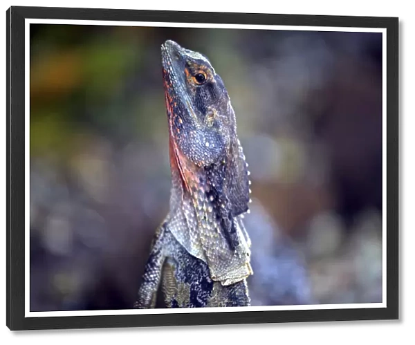 Close up of a frilled lizard
