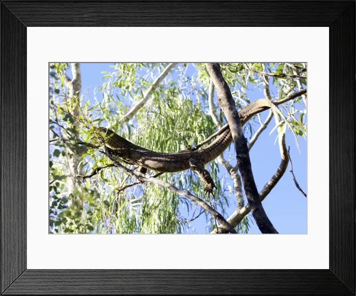 Framed Print : Large lizard in a gumtree Framed Print : Large lizard in a gumtree