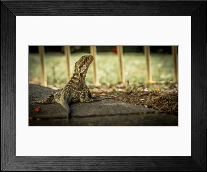 Framed Print : Australian Water Dragon | Wollongong