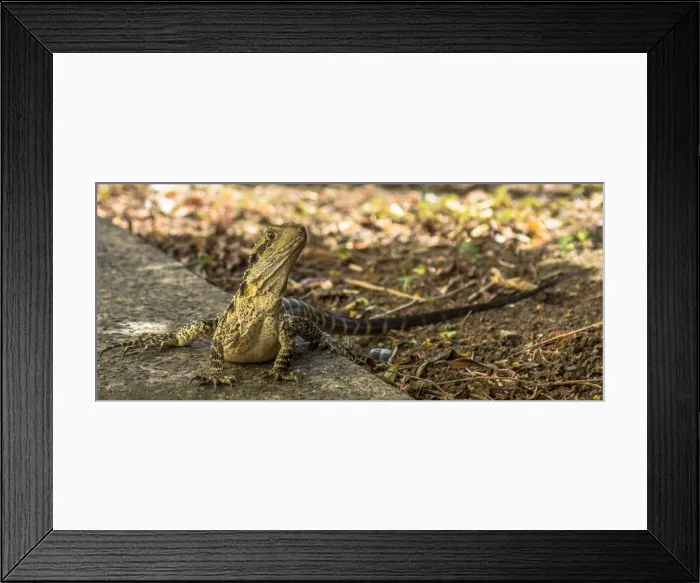 Framed Print : Australian Water dragon Framed Print : Australian Water dragon