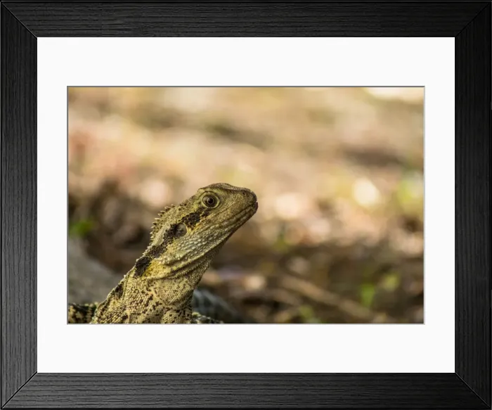 Framed Print : Australian Water Dragon | Wollongong