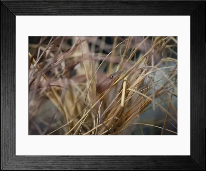 Framed Print : Burtons Legless Lizard
