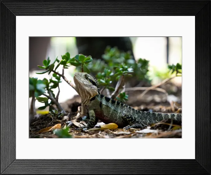 Framed Print : Eastern Water Dragon