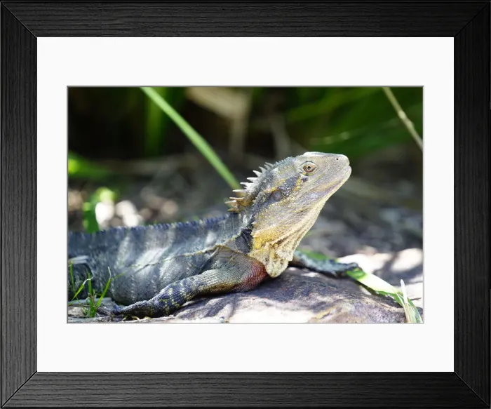 Framed Print : Wildlife. Eastern Water Dragon, Brisbane Botanic Gardens, Queensland Australia