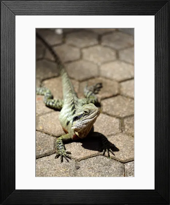 Framed Print : Wildlife. Wild Eastern Water Dragon lounging in the sun, Brisbane Queensland Australia Framed Print : Wildlife. Wild Eastern Water Dragon lounging in the sun, Brisbane Queensland Australia