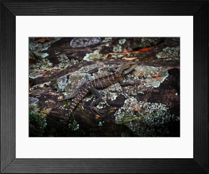 Framed Print : Bearded Dragon