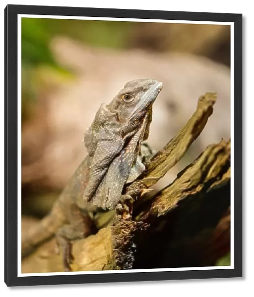 Frill-necked lizard on a dead branch