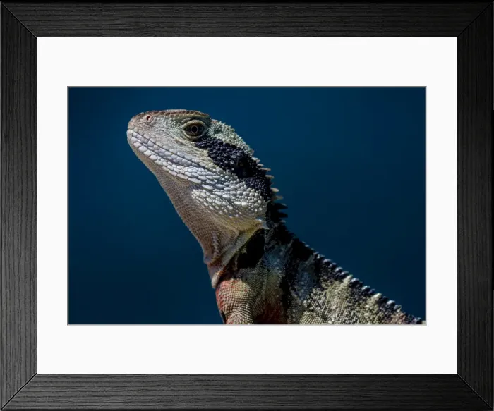 Framed Print : Eastern Water Dragon Framed Print : Eastern Water Dragon