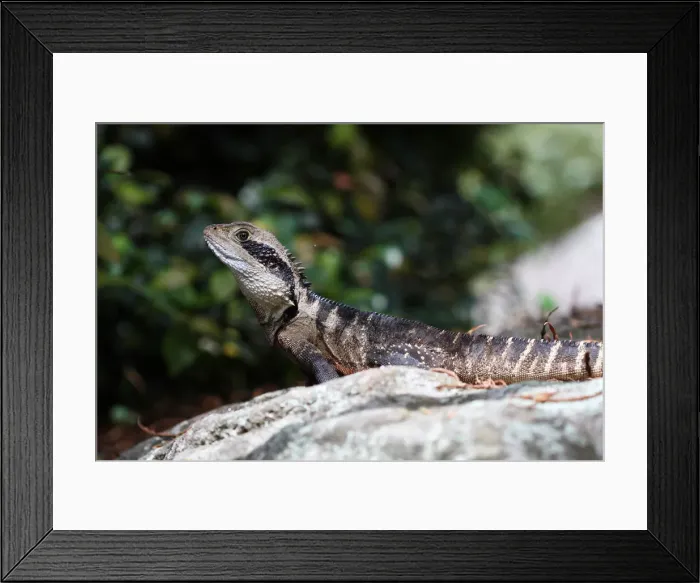 Framed Print : Eastern Water Dragon