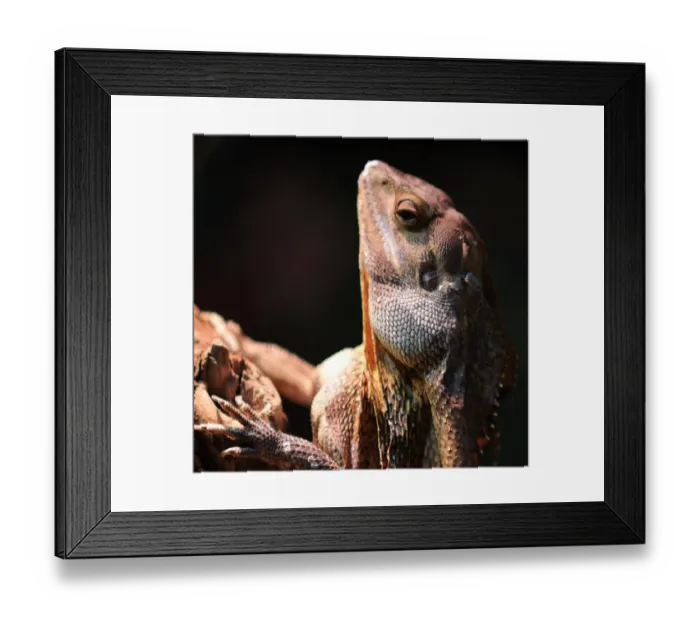 Framed Print : Frill Neck Lizard Framed Print : Frill Neck Lizard