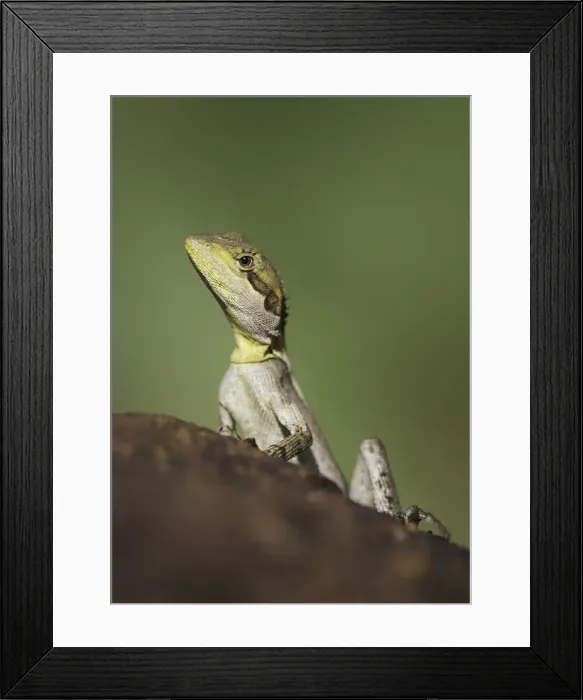 Framed Print : An Australian lizard (Amphibolurus gilberti)