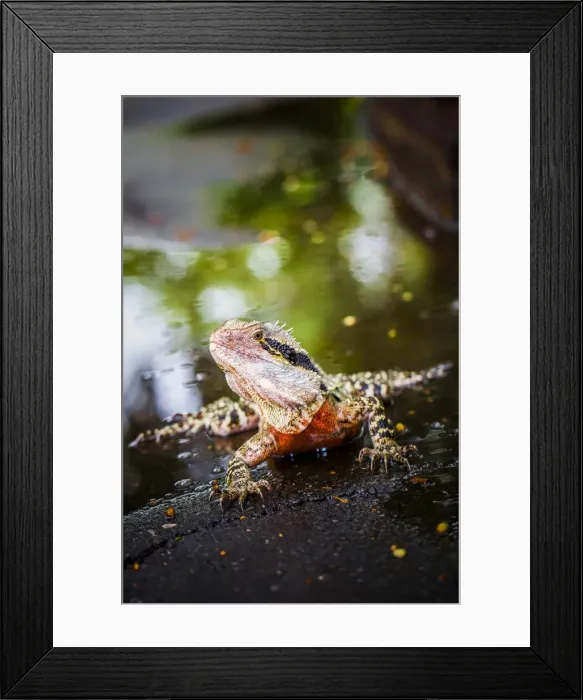 Framed Print : Colorful lizard