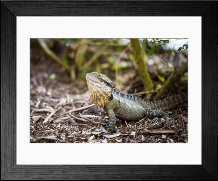 Framed Print : Colorful lizard