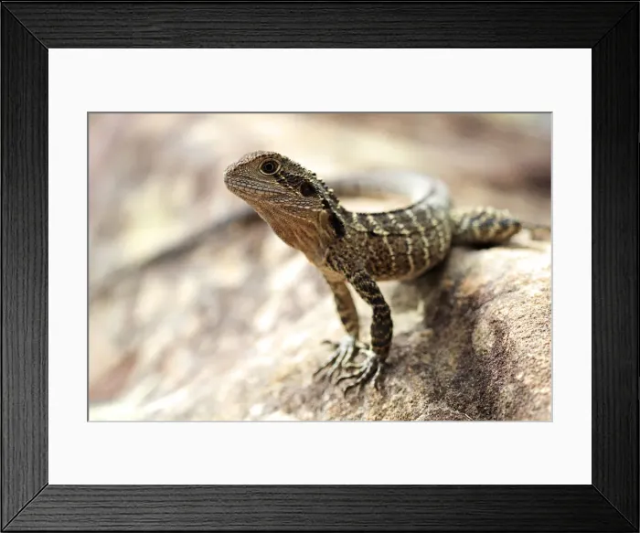 Framed Print : Eastern Water Dragon Framed Print : Eastern Water Dragon