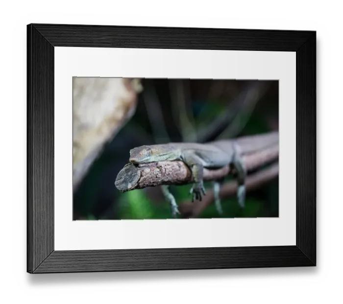 Framed Print : Lizard sleeping on tree branch with eyes closed