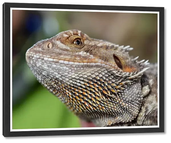 Bearded dragon face. Reptile closeup portrait