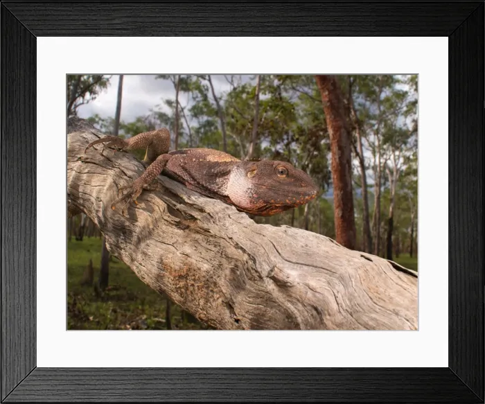 Framed Print : Frilled Dragon (Chlamydosaurus kingii) Framed Print : Frilled Dragon (Chlamydosaurus kingii)
