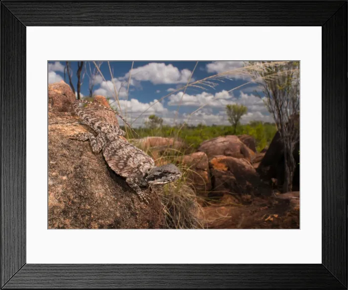 Framed Print : Small-scaled Bearded Dragon