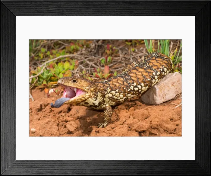 Framed Print : A Shingleback Lizard from Winninowie