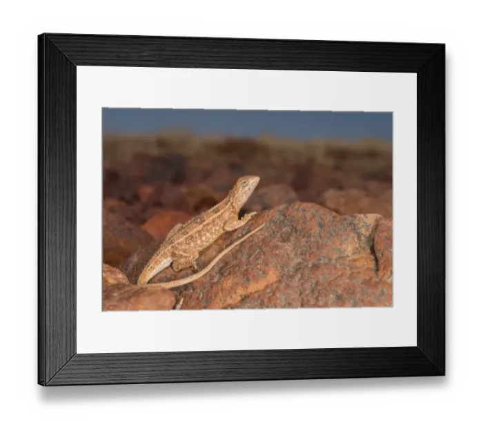 Framed Print : Tympanocryptis tetraporaphora, birdsville-5942 Framed Print : Tympanocryptis tetraporaphora, birdsville-5942
