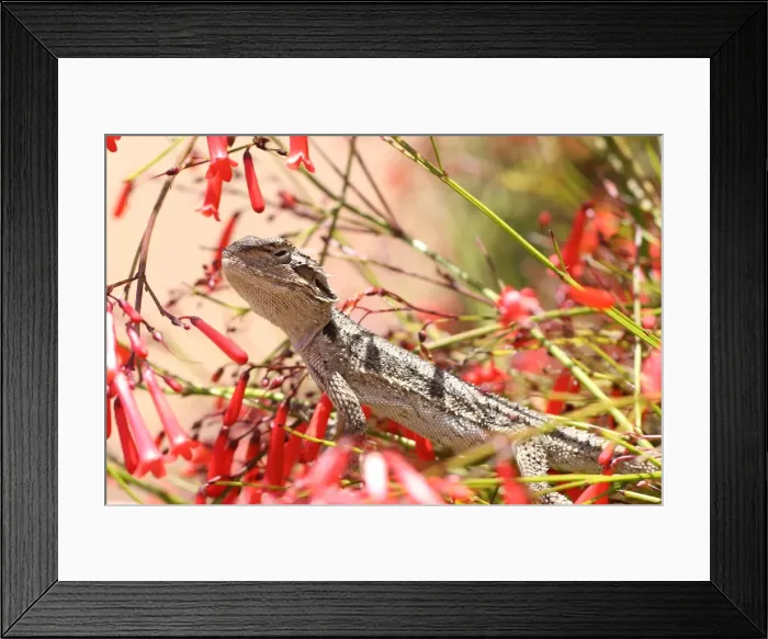 Framed Print : Lizard-Western-Bearded-Dragon