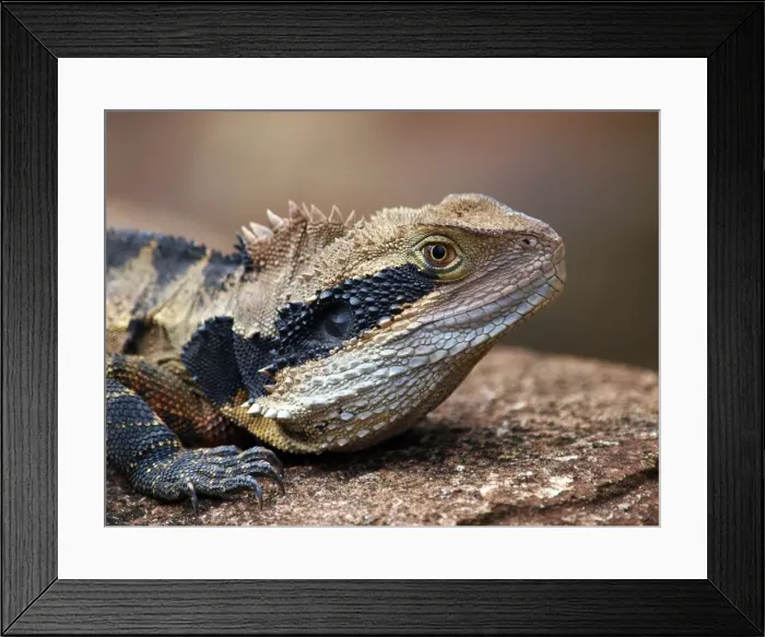 Framed Print : Australian Water Dragon Framed Print : Australian Water Dragon