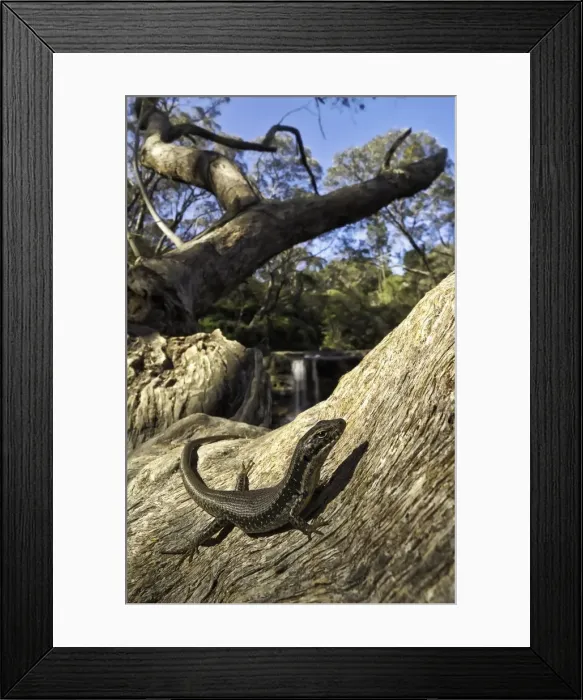 Framed Print : Yellow-Bellied Water Skink (Eulamprus heatwolei) Framed Print : Yellow-Bellied Water Skink (Eulamprus heatwolei)