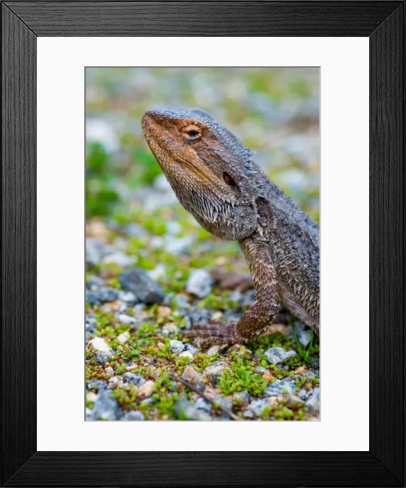 Framed Print : Bearded Dragon Lizard