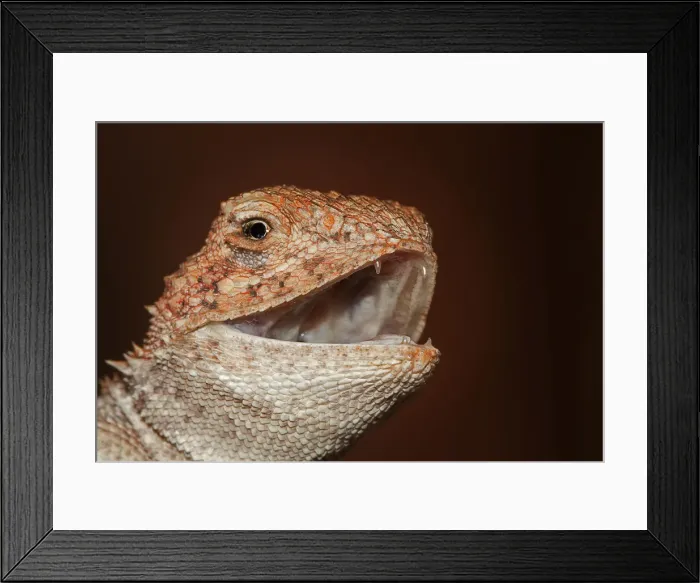 Framed Print : Ctenophurus lizard