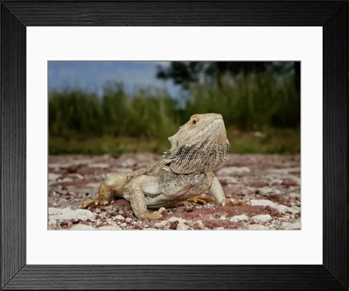 Framed Print : Central Bearded Dragon (Pagona vitticeps)