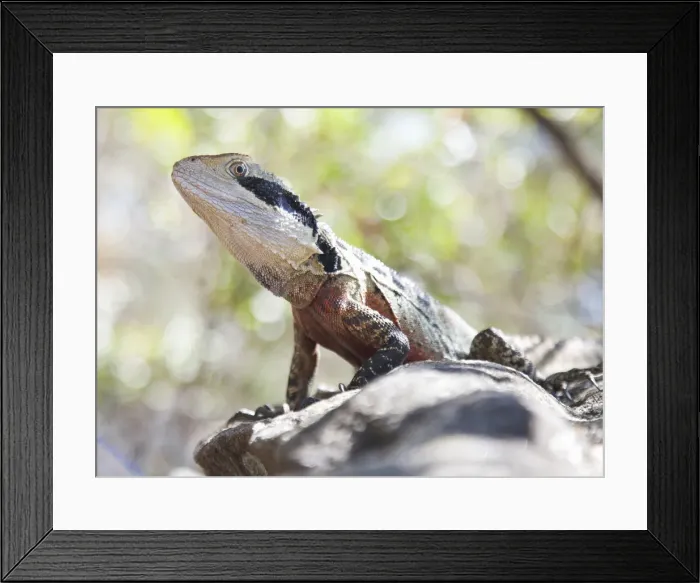 Framed Print : Eastern Water Dragon Framed Print : Eastern Water Dragon