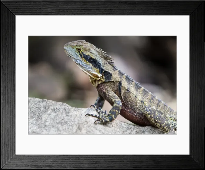 Framed Print : Australian Water Agame (Physignathus lesueurii) Framed Print : Australian Water Agame (Physignathus lesueurii)