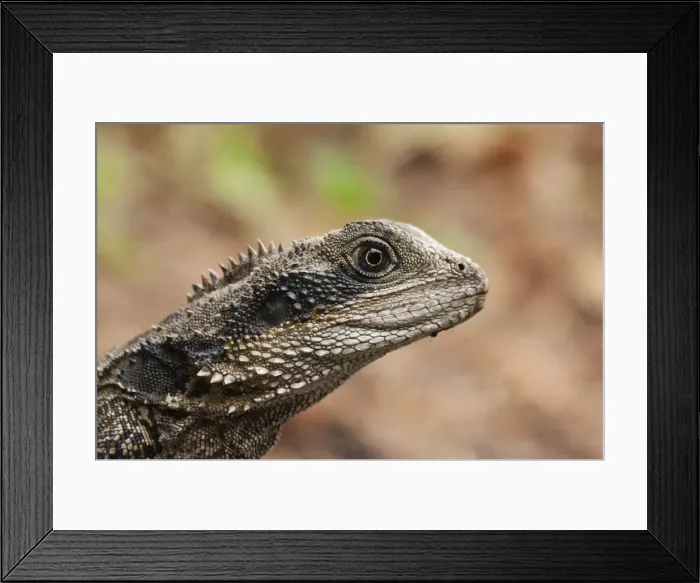 Framed Print : Dragon Sydney