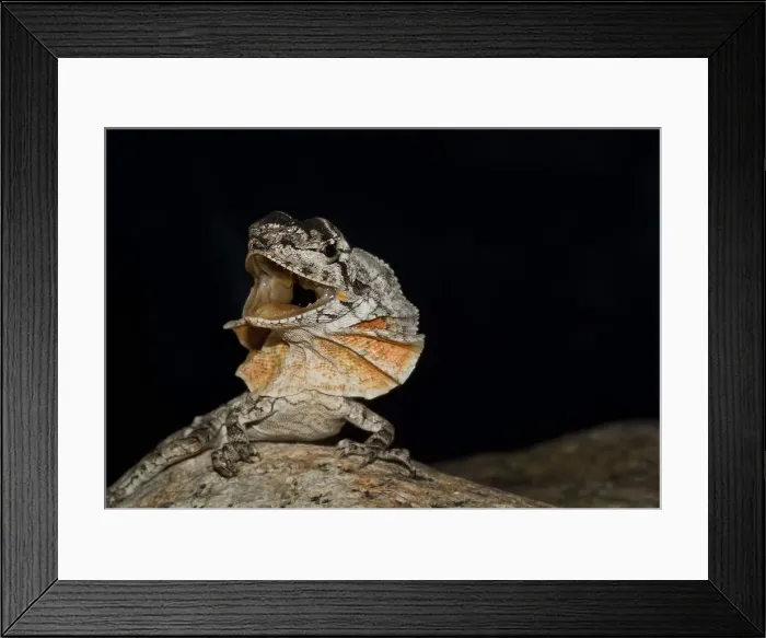 Framed Print : Frill-necked lizard