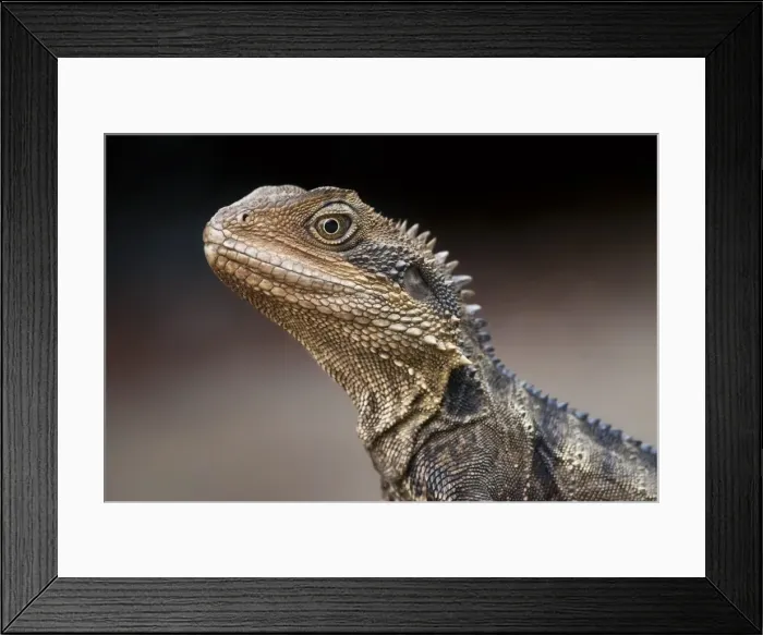 Framed Print : Eastern water dragon Framed Print : Eastern water dragon