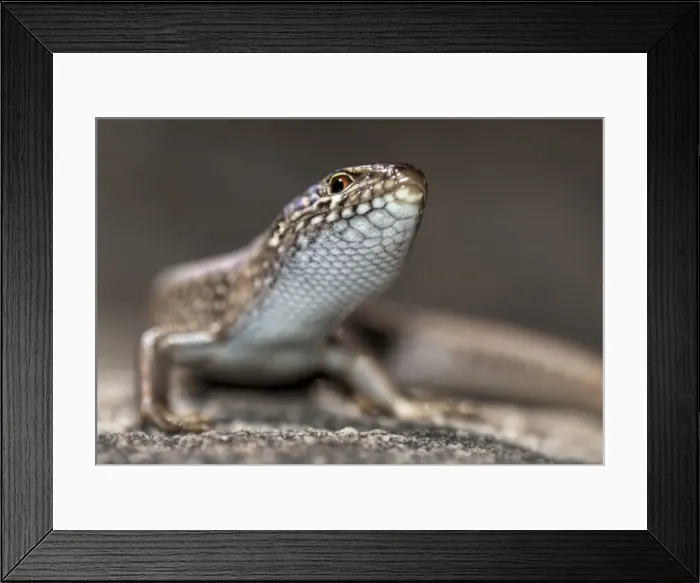 Framed Print : Whites skink Framed Print : Whites skink