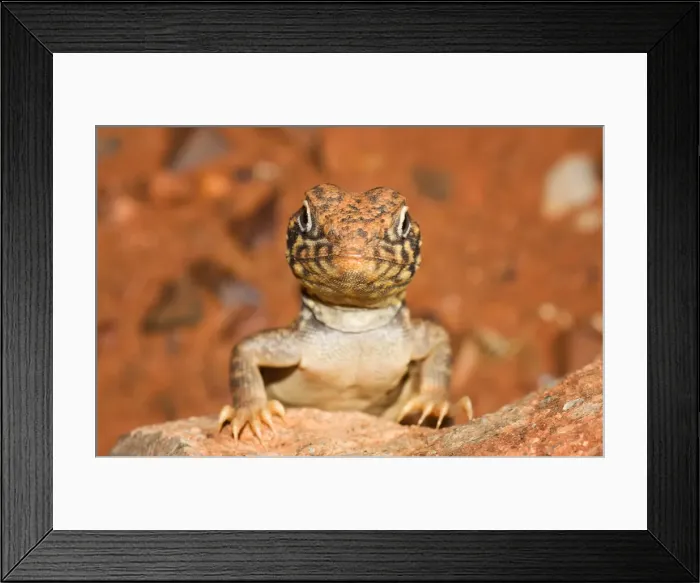 Framed Print : Western Netted Dragon Framed Print : Western Netted Dragon