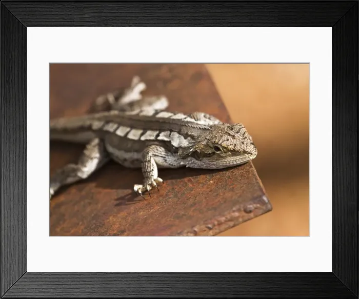 Framed Print : Lizard on tracker plow Framed Print : Lizard on tracker plow