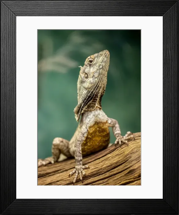 Framed Print : Frill-necked lizard