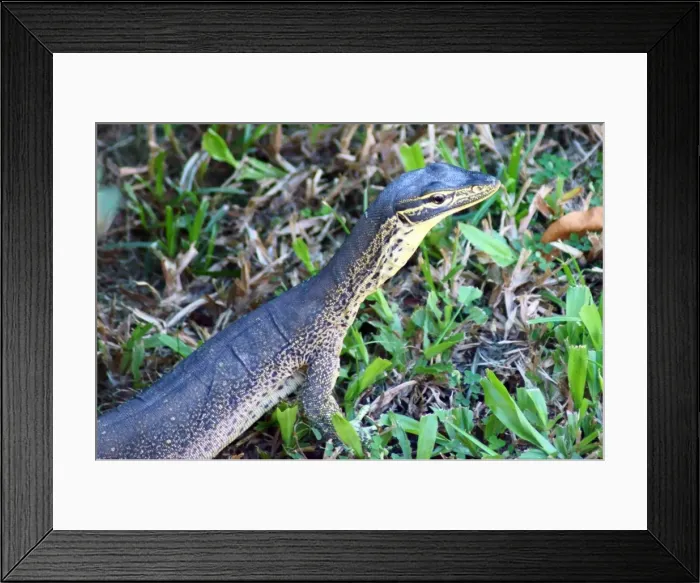 Framed Print : Yellow spotted Monitor Framed Print : Yellow spotted Monitor