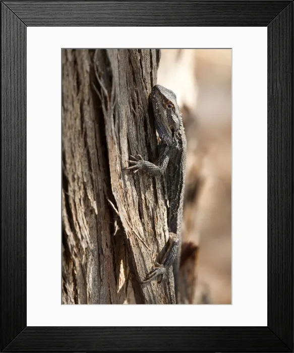 Framed Print : Bearded dragon Framed Print : Bearded dragon