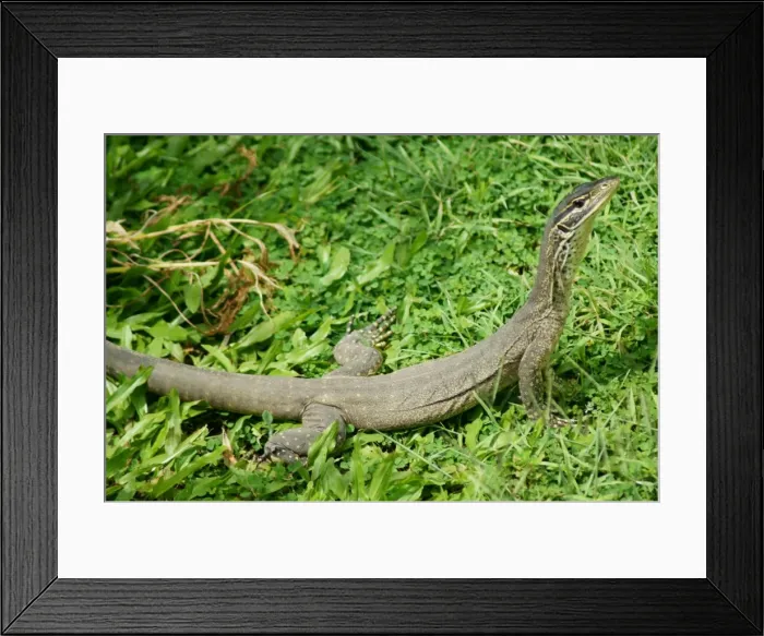 Framed Print : Yellow spotted monitor