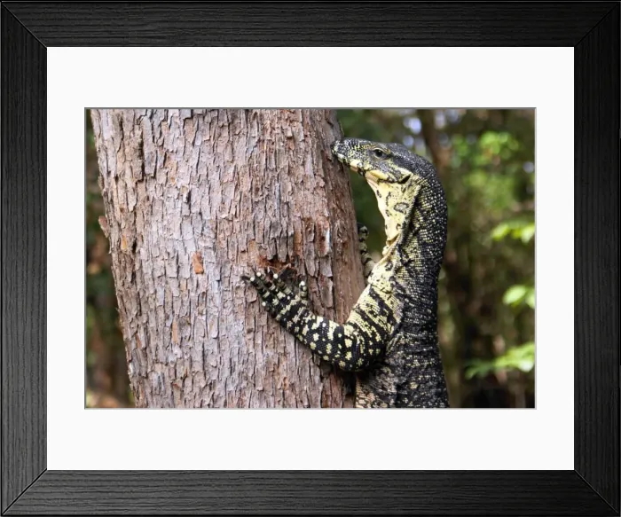 Framed Print : Tree hugger